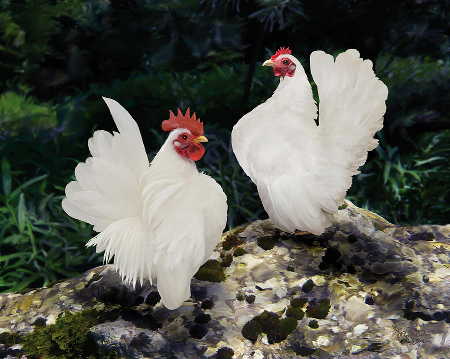 Chicken Digital Art - 23. Pair White Serama by Sigrid Van Dort Chicken Digital Art - 23. Pair White Serama by Sigrid Van Dort