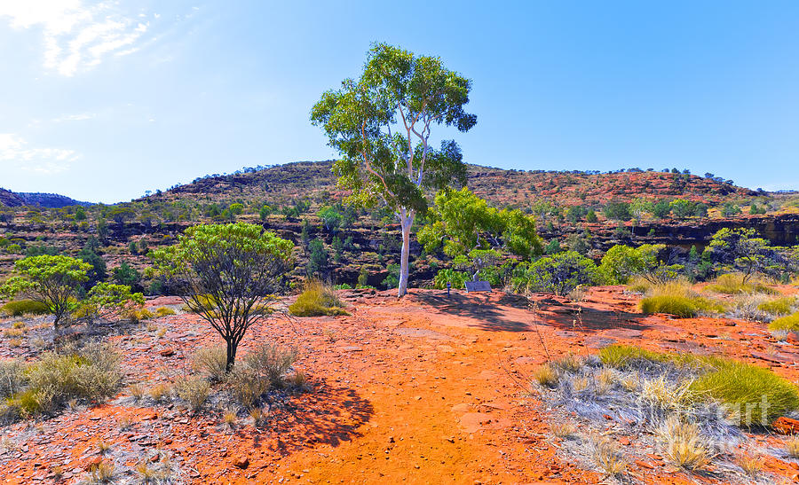 Palm Valley Central Australia  #24 Photograph by Bill  Robinson