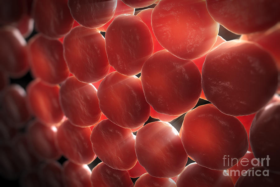 Red Blood Cells #23 Photograph by Science Picture Co