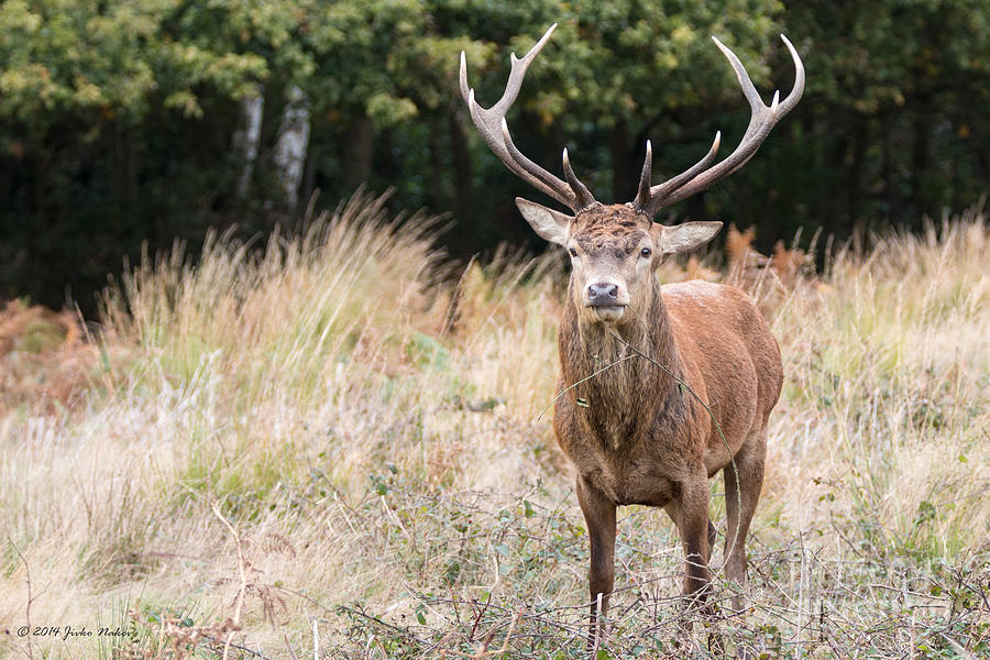 23 Red Deer Photograph by Jivko Nakev