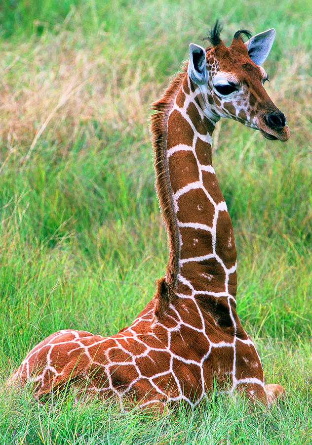 Wildlife Photograph - Reticulated Giraffe #23 by Millard H. Sharp