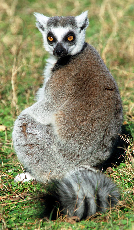 Animal Photograph - Ring-tailed Lemur Lemur Catta #23 by Millard H. Sharp