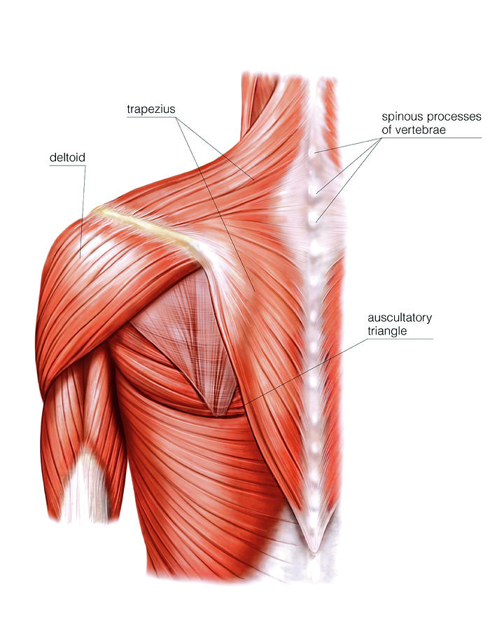 Shoulder Muscles Photograph By Asklepios Medical Atlas Fine Art America 2129
