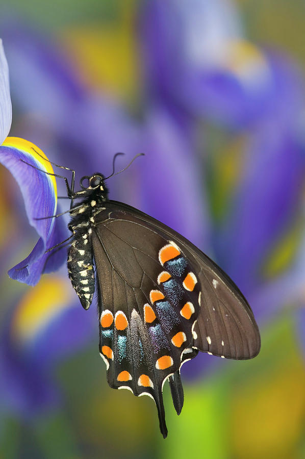 Butterfly Photograph - Spicebush Swallowtail Butterfly #23 by Darrell Gulin