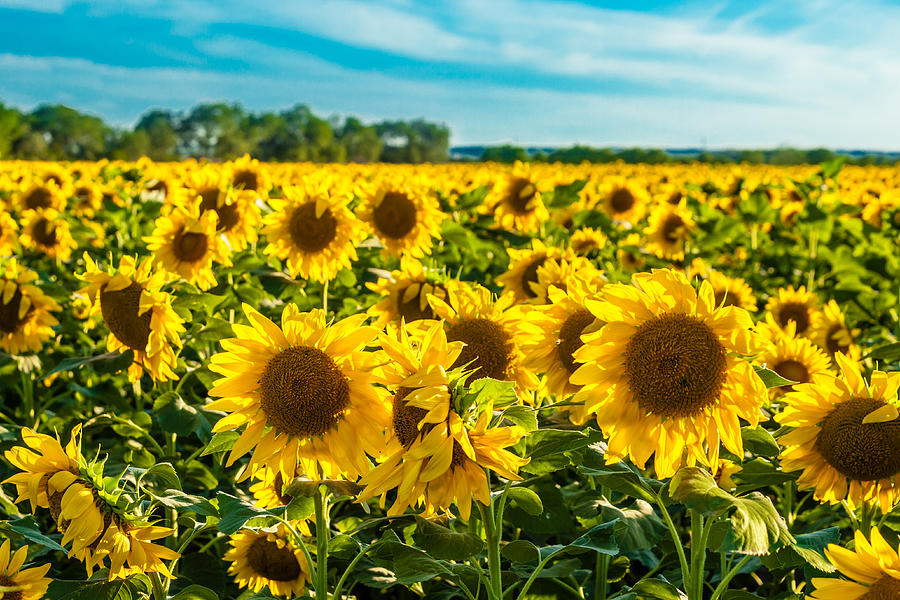 Field of Sunflowers Photograph by Melinda Ledsome