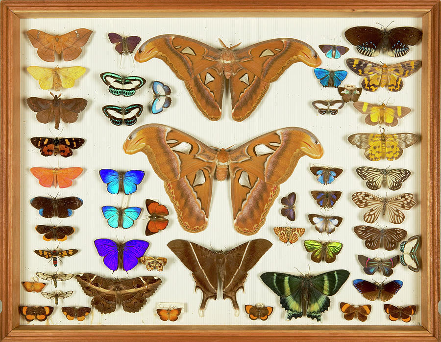 London Photograph - Wallace Collection Butterfly Specimens #23 by Natural History Museum, London/science Photo Library