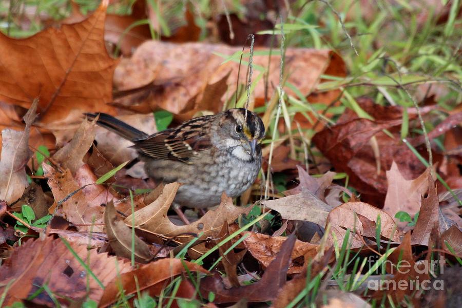 White-throated Sparrow #23 Photograph by Jack R Brock