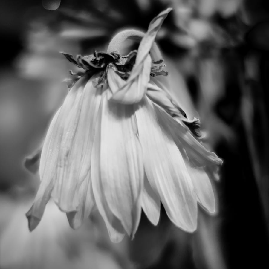 Desaturated Droopy Wildflower Photograph by Melinda Ledsome