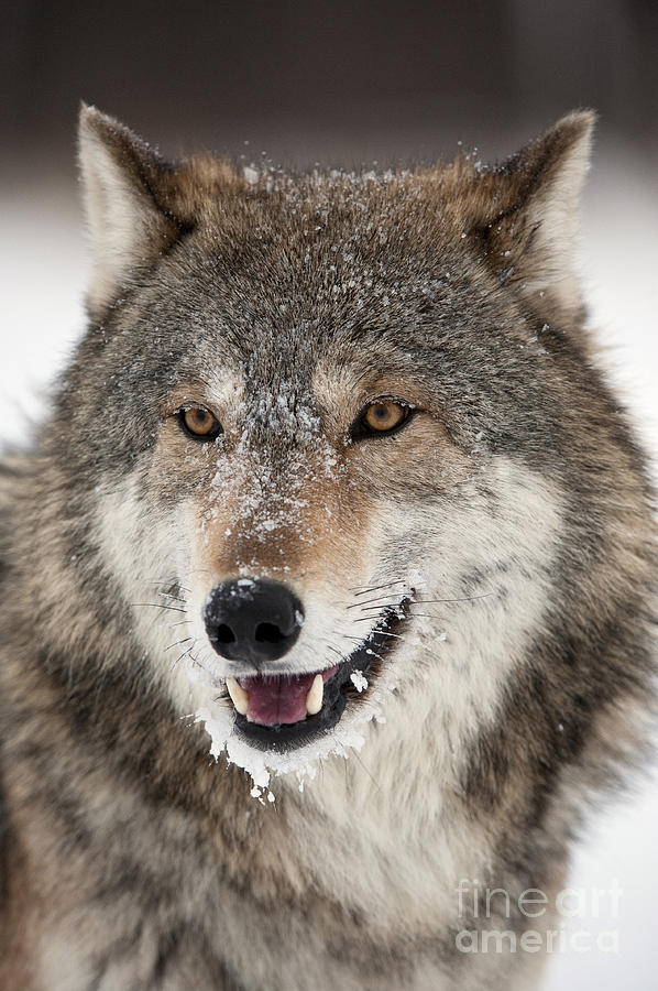 Wolf In Winter #23 Photograph by John Shaw