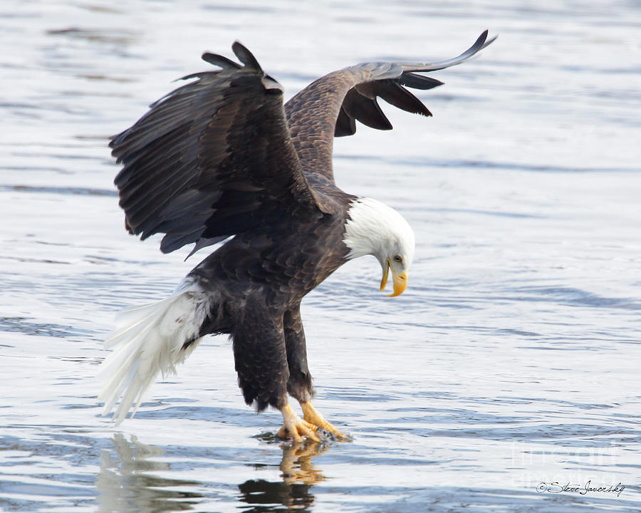 Bald Eagle #230 Photograph by Steve Javorsky