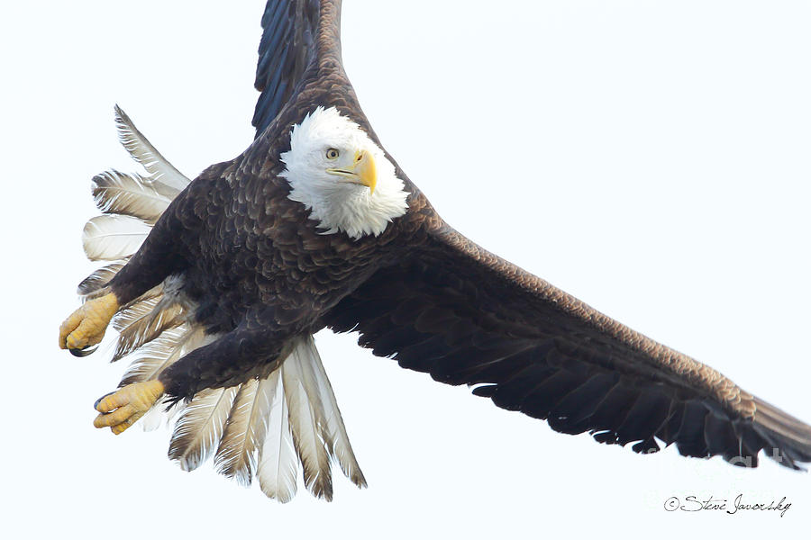 Bald Eagle #231 Photograph by Steve Javorsky