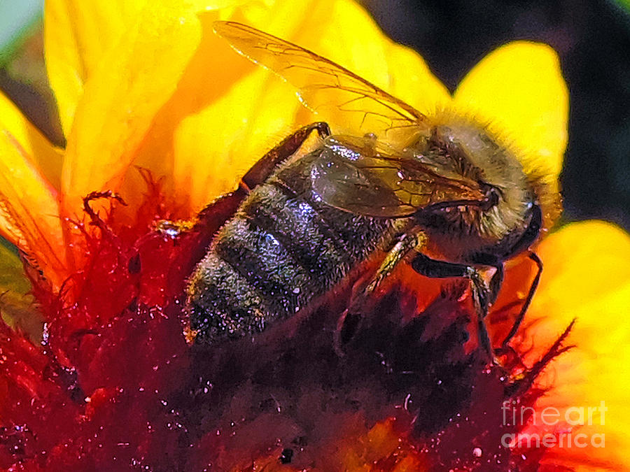 Flower Photograph - 2310-bee On Flower by Elvira Ladocki
