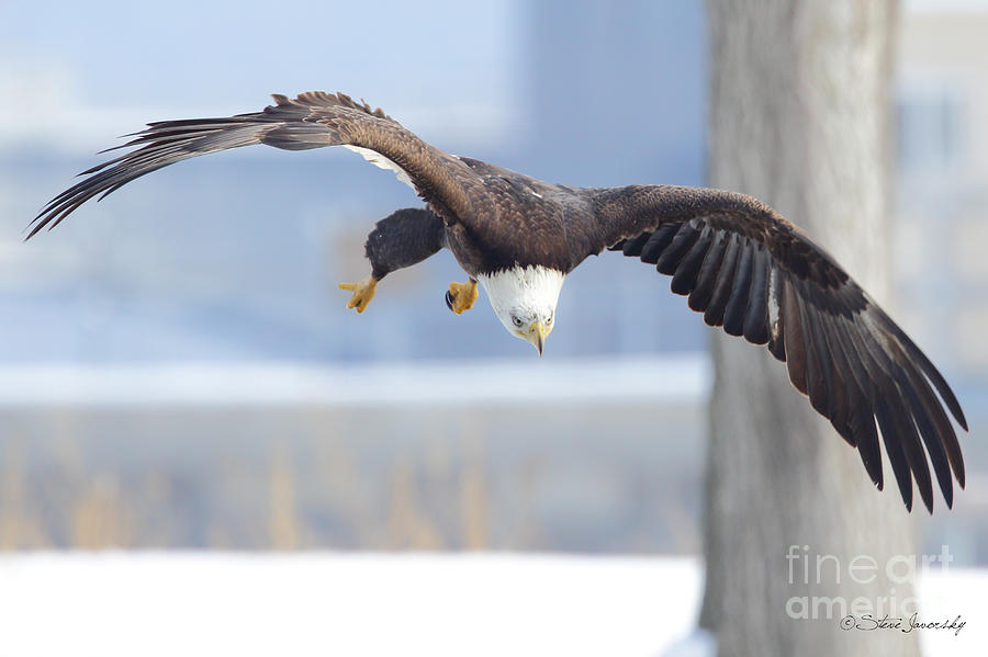 Bald Eagle #232 Photograph by Steve Javorsky