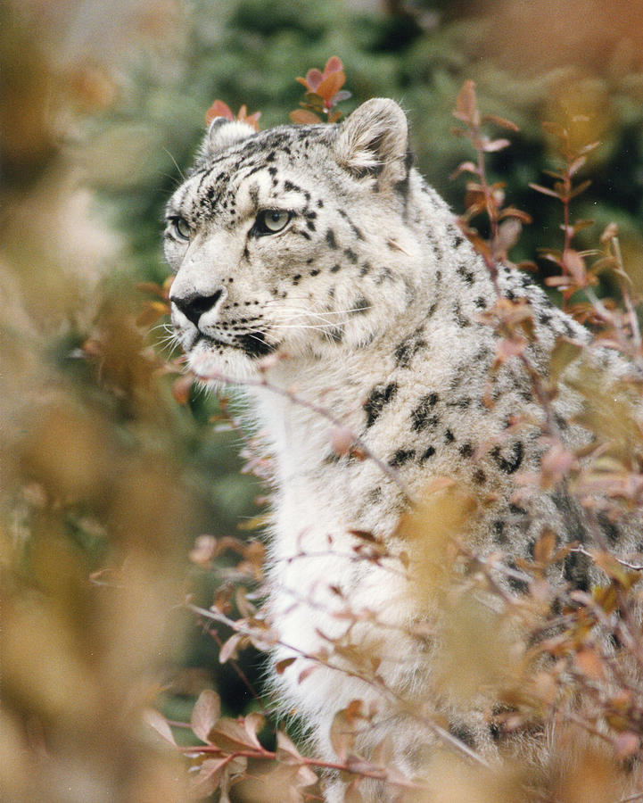 2321 White Snow Leopard in Brush Photograph by Chris Maher