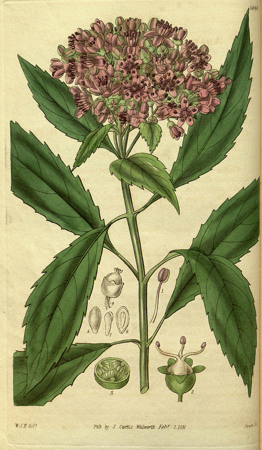 William Hooker Drawing - Botanical Print By Sir William Jackson Hooker #234 by Quint Lox