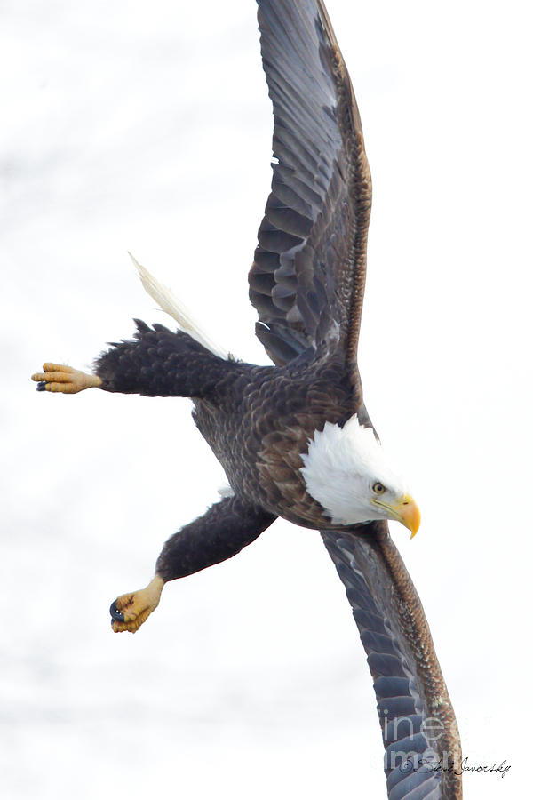 Bald Eagle #235 Photograph by Steve Javorsky