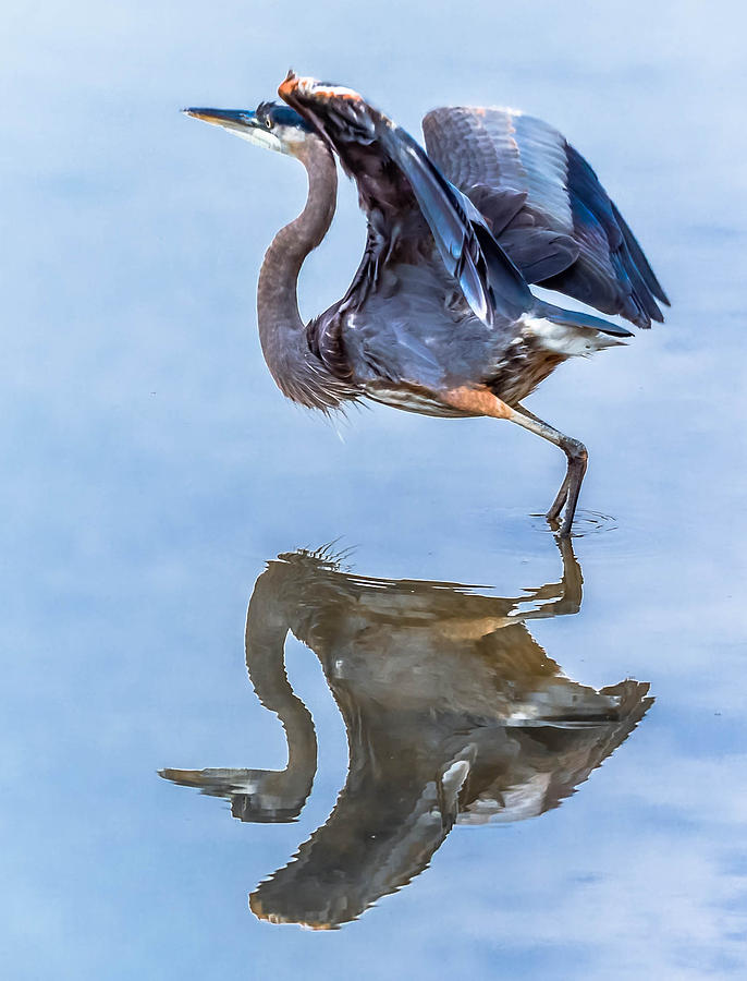 Great Blue Heron #235 Photograph by Brian Stevens