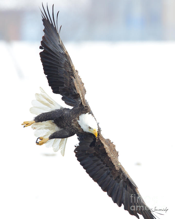 Bald Eagle #236 Photograph by Steve Javorsky