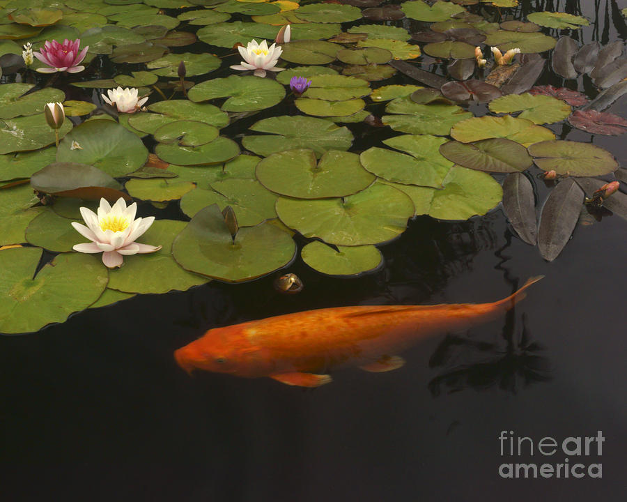 Koi Photograph - 236 Flowers And Orange Koi by Lawrence Costales