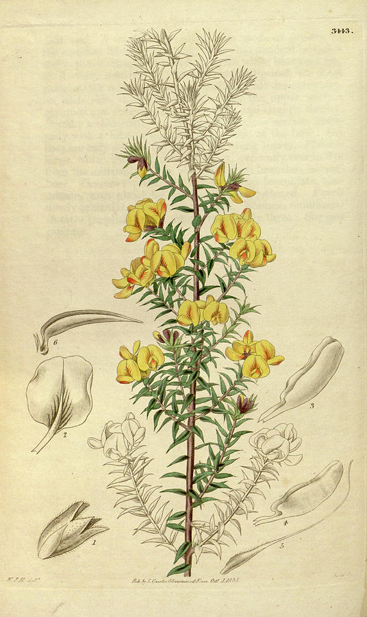 William Hooker Drawing - Botanical Print By Sir William Jackson Hooker #237 by Quint Lox
