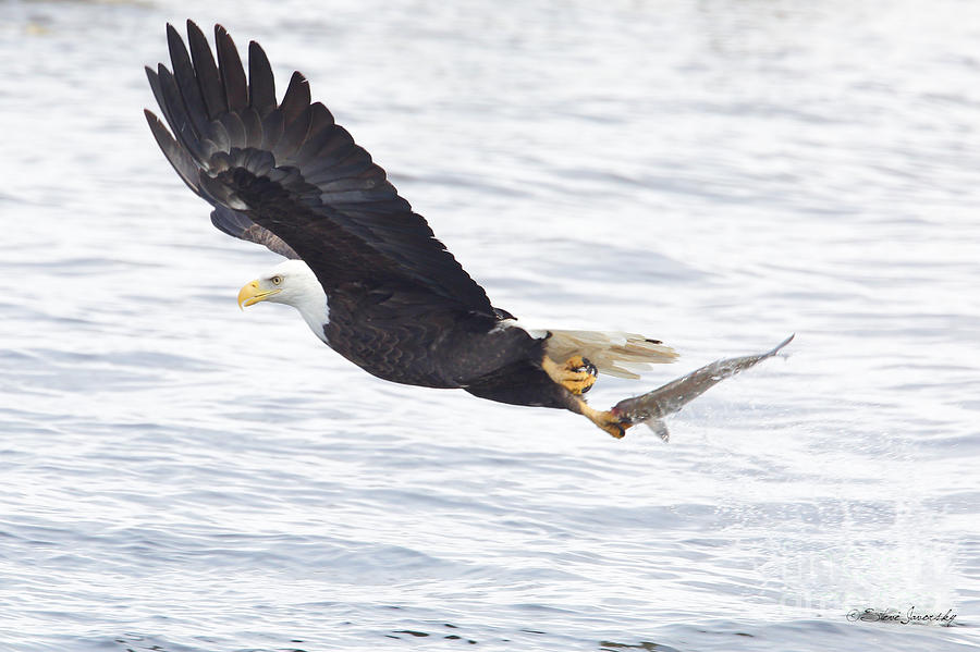 Bald Eagle #238 Photograph by Steve Javorsky