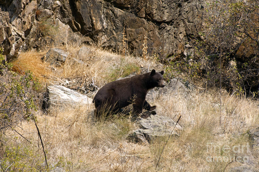 238P Black Bear Photograph by NightVisions