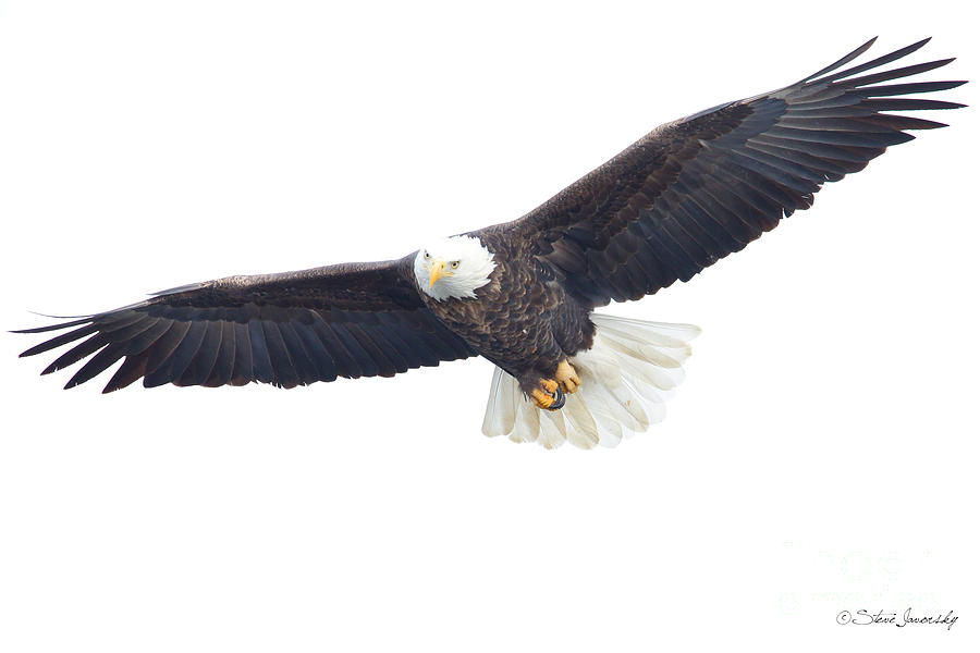 Bald Eagle #239 Photograph by Steve Javorsky