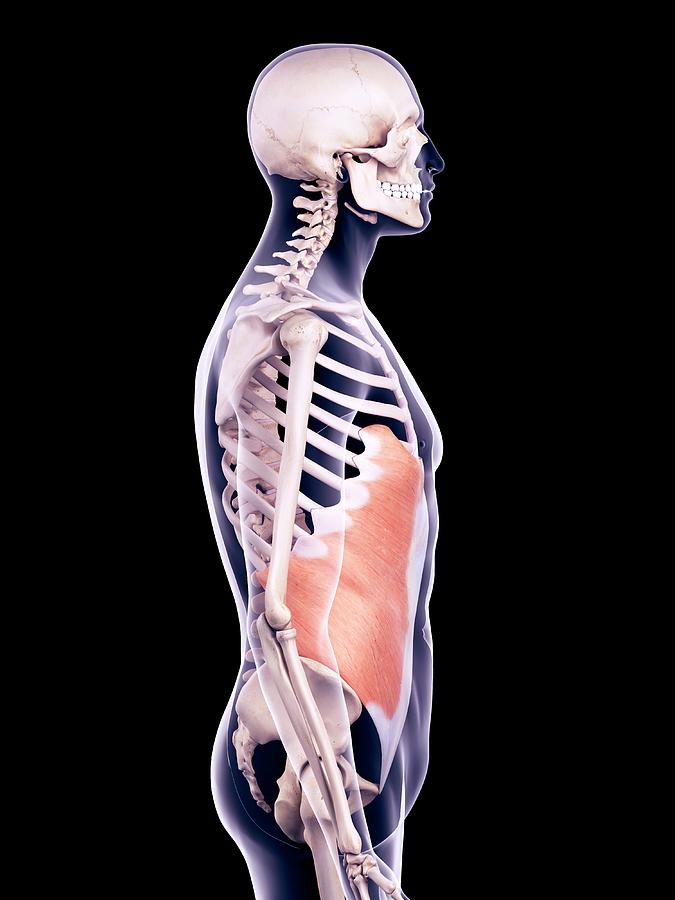 Abdominal Muscle Photograph By Sebastian Kaulitzki Science Photo 