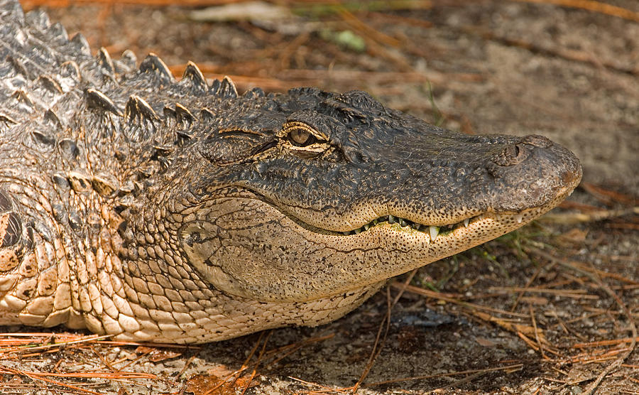 American Alligator #24 Photograph by Millard H. Sharp