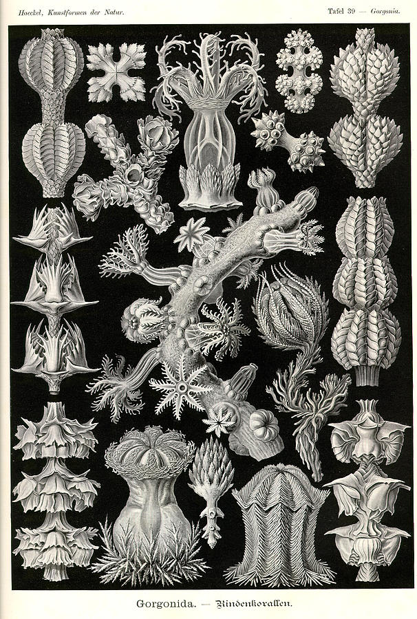 Art In Nature - Sea Life Ernst Haeckel