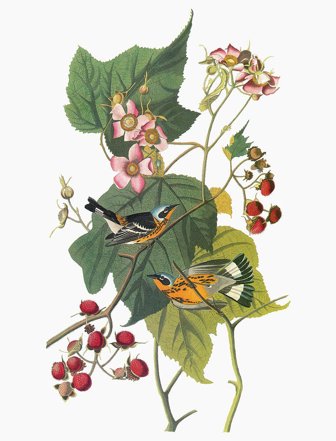 Audubon Warbler #24 Painting by Granger