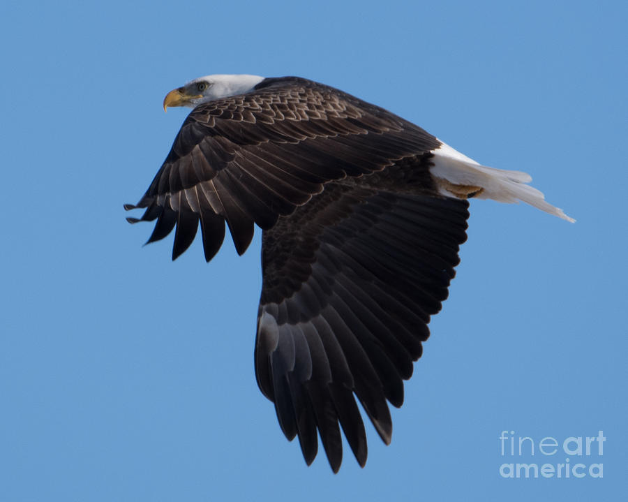 Bald Eagle #24 Photograph by Ronald Grogan