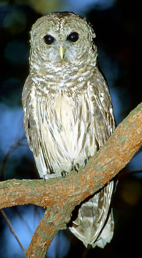 Barred Owl #24 Photograph by Millard H. Sharp
