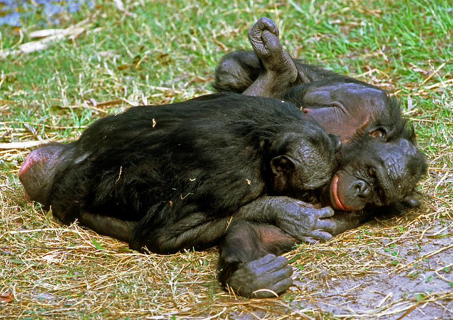 Bonobo #24 Photograph by Millard H. Sharp