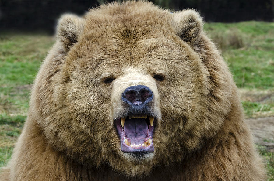 Brown Bear #19 Photograph by Mark Newman