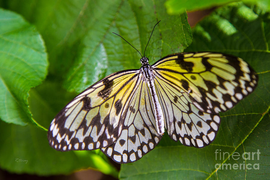 Butterfly #24 Photograph by Rene Triay FineArt Photos