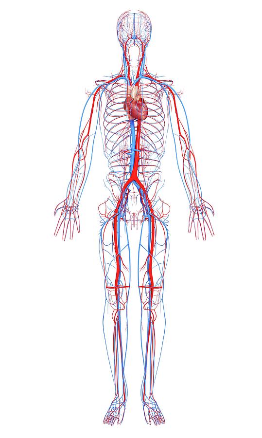 Cardiovascular System Photograph by Pixologicstudio/science Photo ...