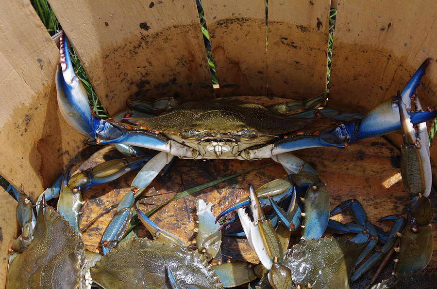 24 Crab Challenge Photograph by Greg Graham