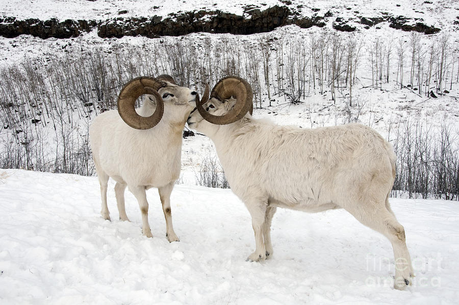 Nature Photograph - Dall Sheep #24 by Mark Newman