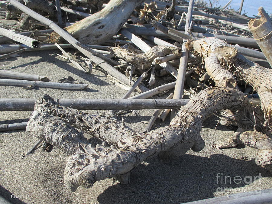 Driftwood on the beach #24 Photograph by Chani Demuijlder
