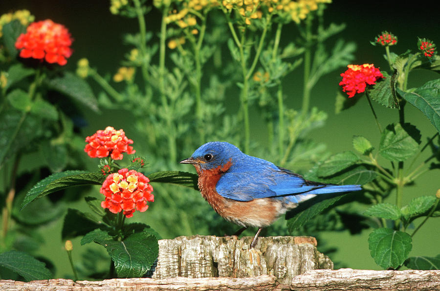 Bluebird Photograph - Eastern Bluebird (sialia Sialis #24 by Richard and Susan Day