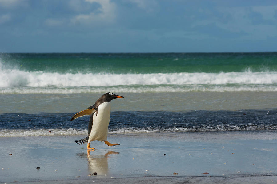 Penguin Photograph - Falkland Islands #24 by Inger Hogstrom