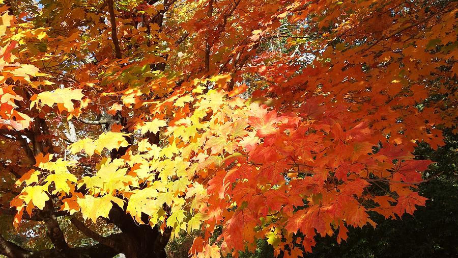 Fall Explosion of Color #24 Photograph by Kenny Glover