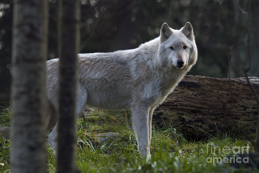 Gray Wolf #24 Photograph by Mark Newman