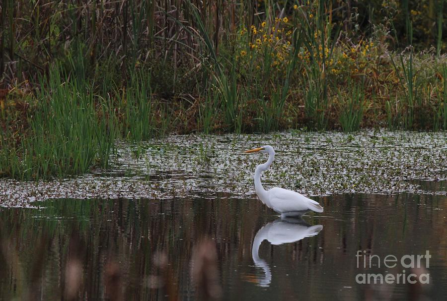 Great Egret #24 Photograph by Jack R Brock