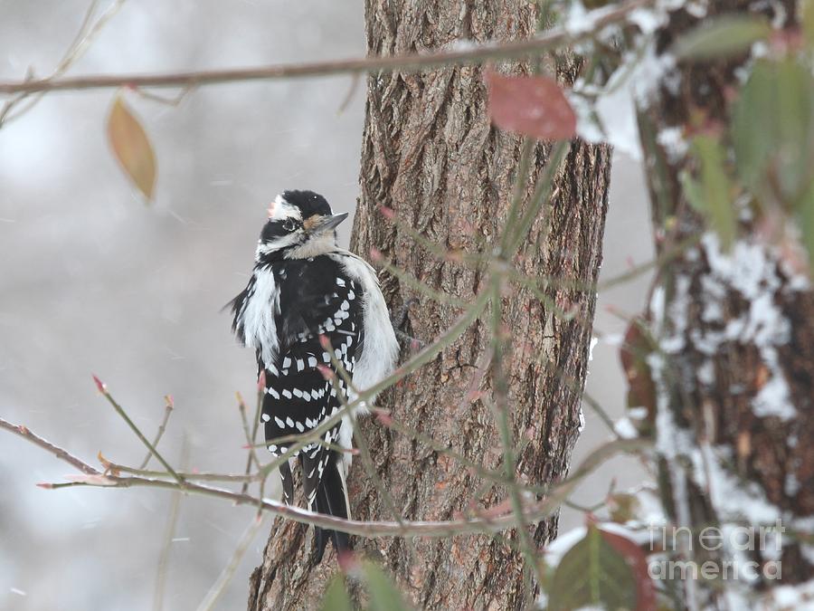 Hairy Woodpecker #24 Photograph by Jack R Brock