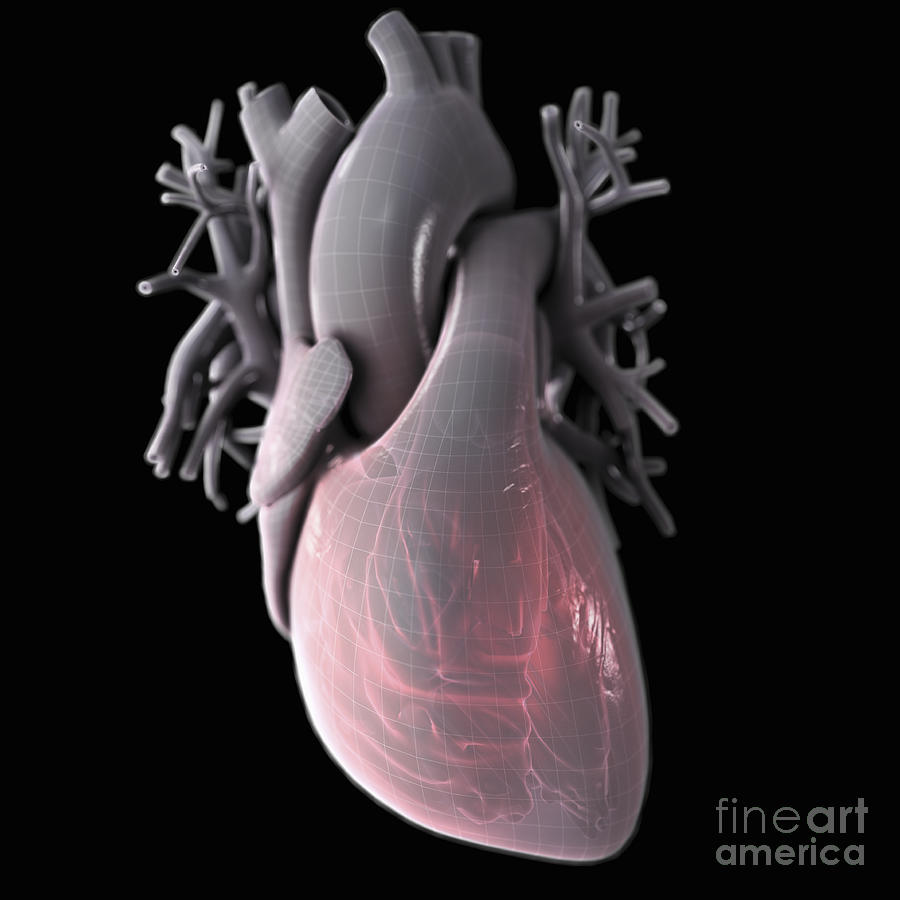 Heart Anatomy #24 Photograph by Science Picture Co