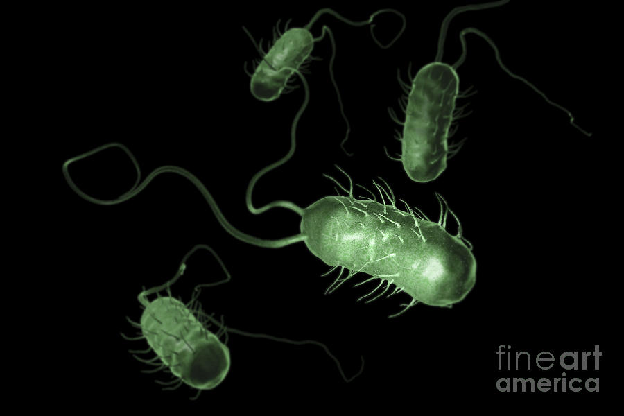 Pathogenic Photograph - Helicobacter Pylori #24 by Science Picture Co