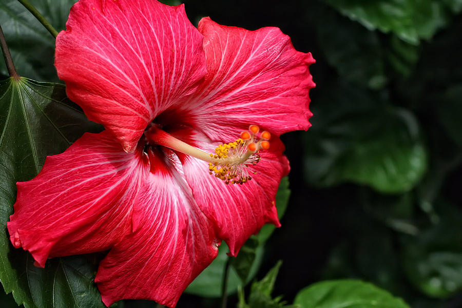 Hibiscus Photograph by Joyce Baldassarre | Fine Art America