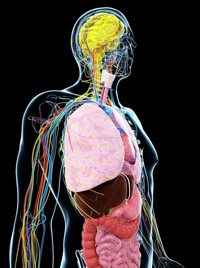 Human Anatomy Photograph By Sebastian Kaulitzki Pixels